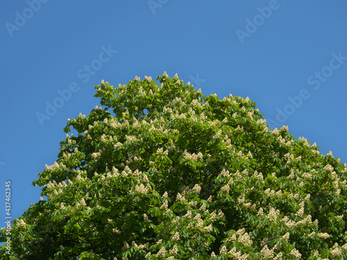  Chestnut Tree in Full Bloom  under Blue Sky