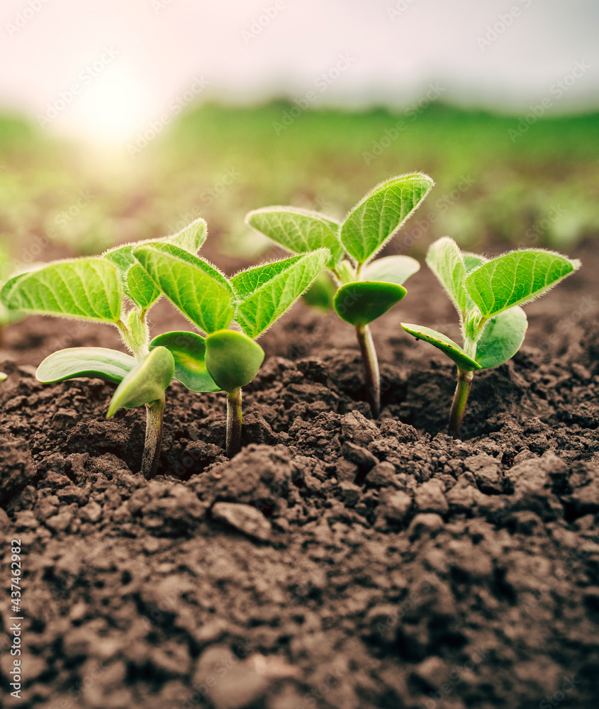 Fototapeta premium Young sprouts of soybeans are flooded with sunlight in spring.