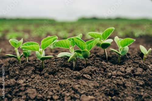 Fresh green soy plants on the field in spring, selective focus