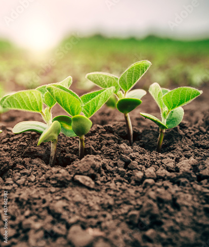Young sprouts of soybeans are flooded with sunlight in spring.