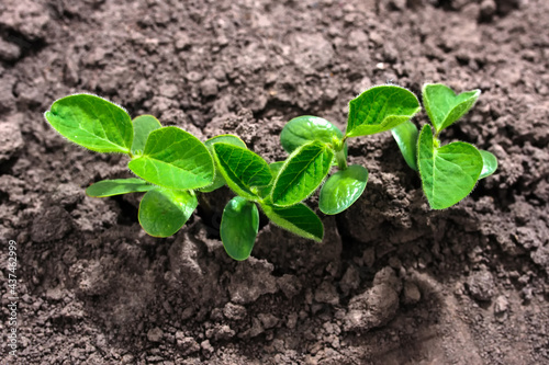 Fotografija First goodness leaves of soybean growing from the ground