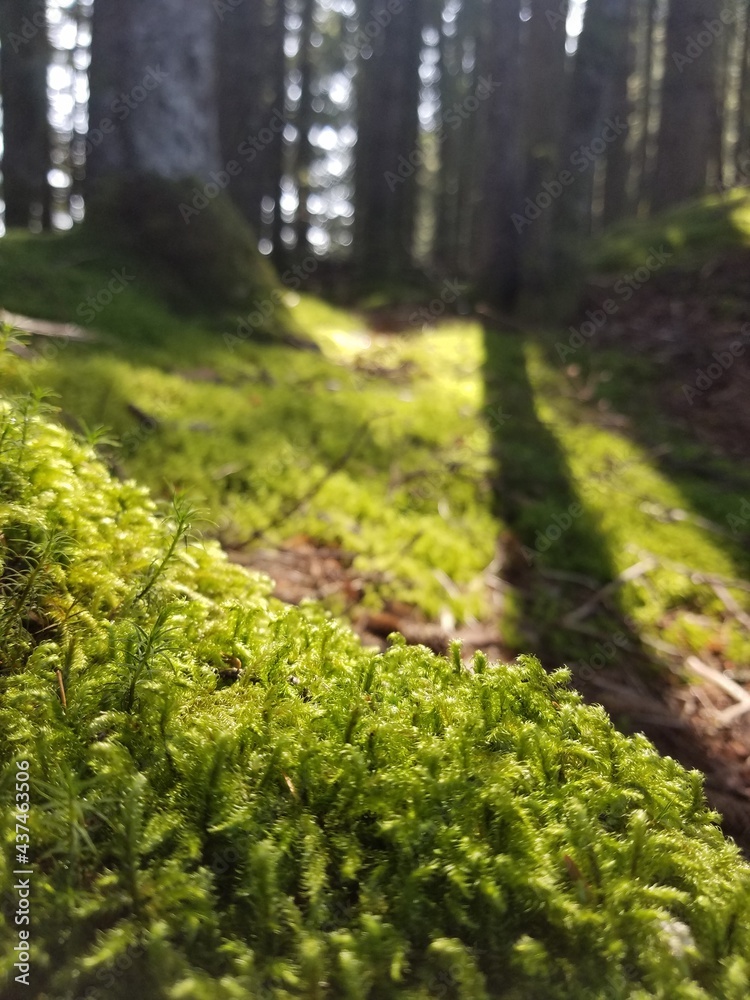 Fototapeta premium A glimpse at scenic Alaskan vistas 