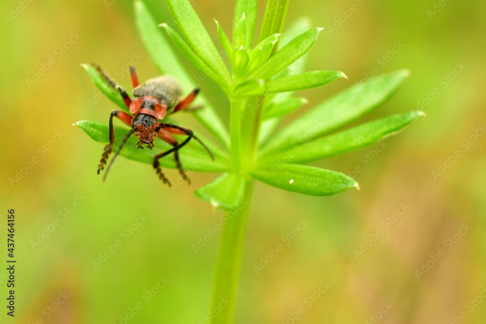 The picture shows the head of the soft beetle beetle, its eyes and mustache. The picture shows the head of the soft beetle beetle, its eyes and mustache.