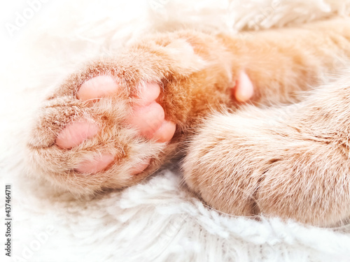 Cat paws close up. Ginger cat sleeping