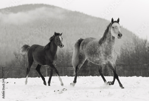 Arabian Mare and Foal running in the snow   black and white image with copy space.