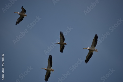 pelicans in flight