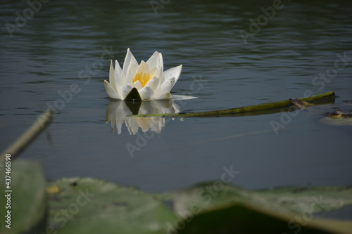 white lotus flower