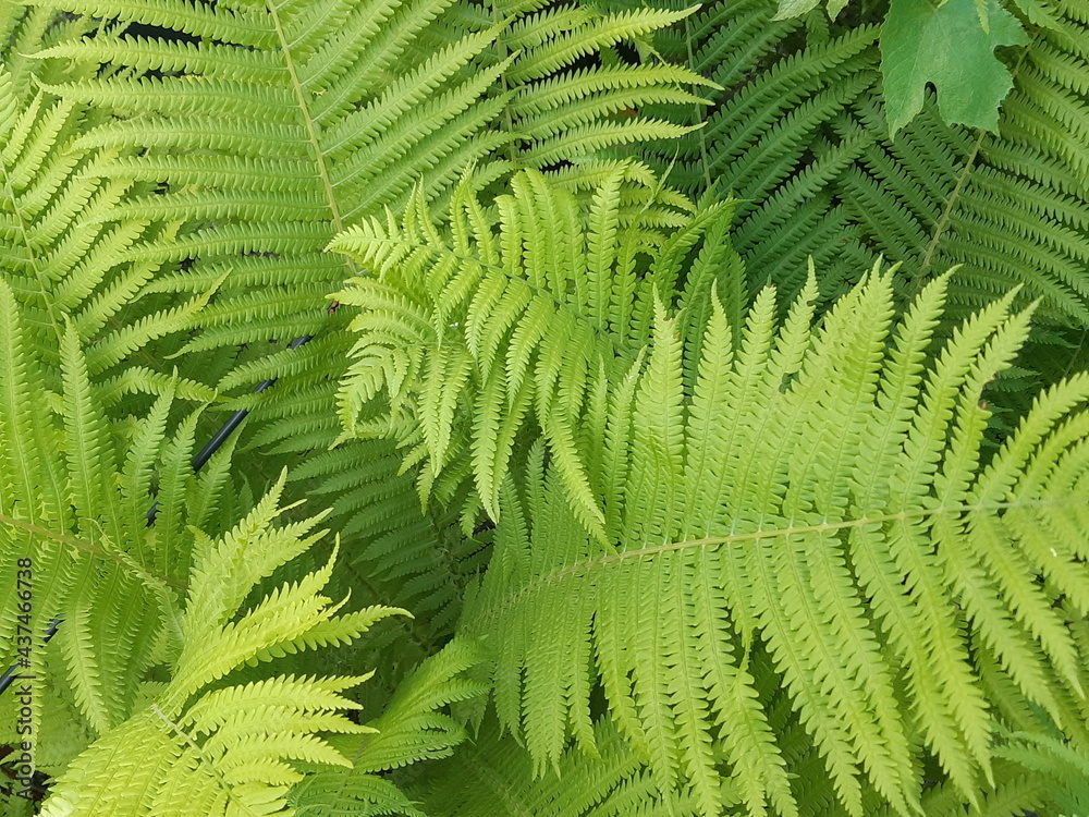 green and juicy leaves in the garden green and juicy leaves in the garden