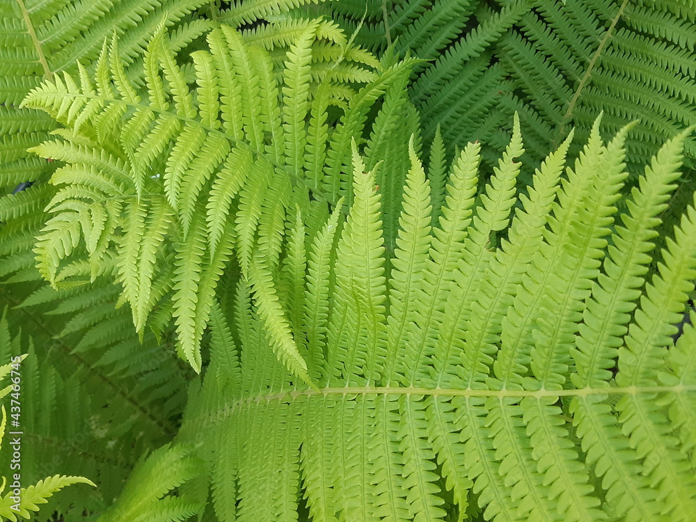 green and juicy leaves in the garden green and juicy leaves in the garden