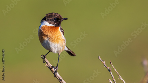 Stonechat