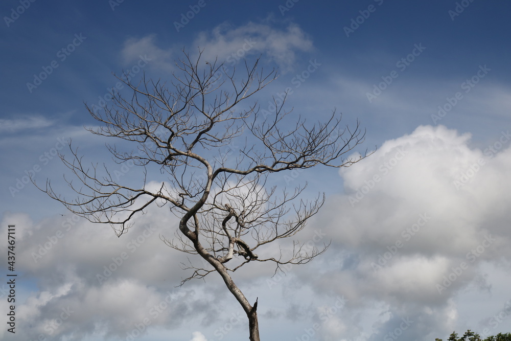 dry tree against sky