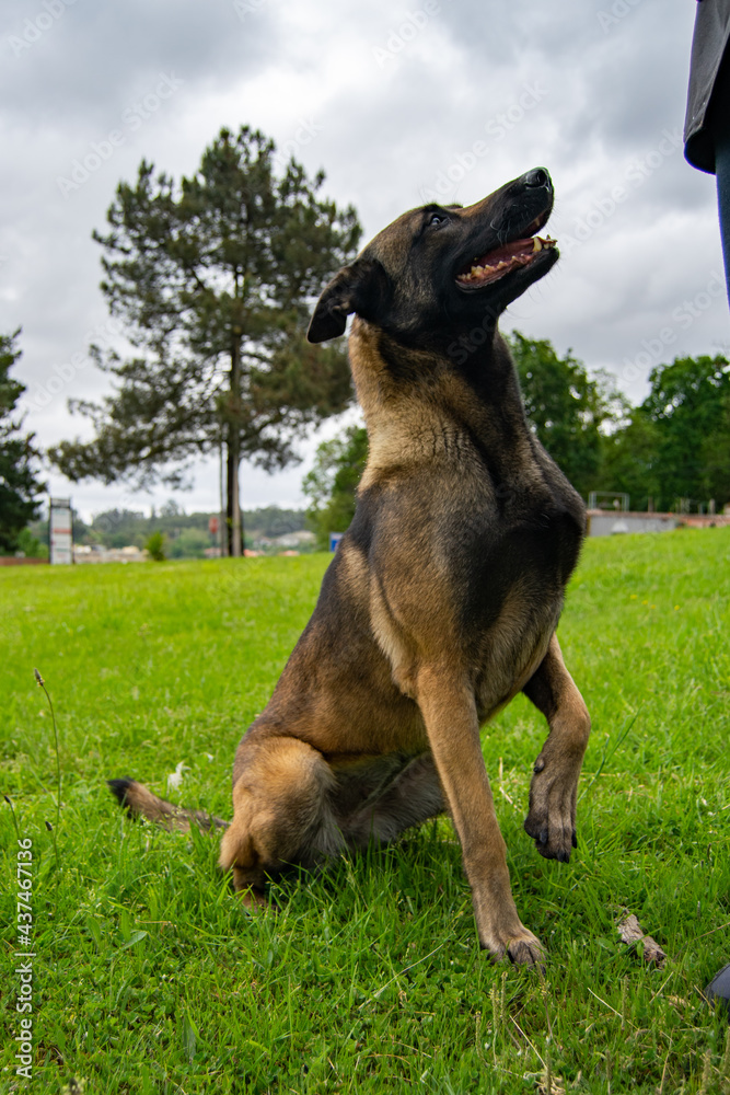 Belgian Shepherd posing in sitting position waiting for his master orders at dog outdoor training center