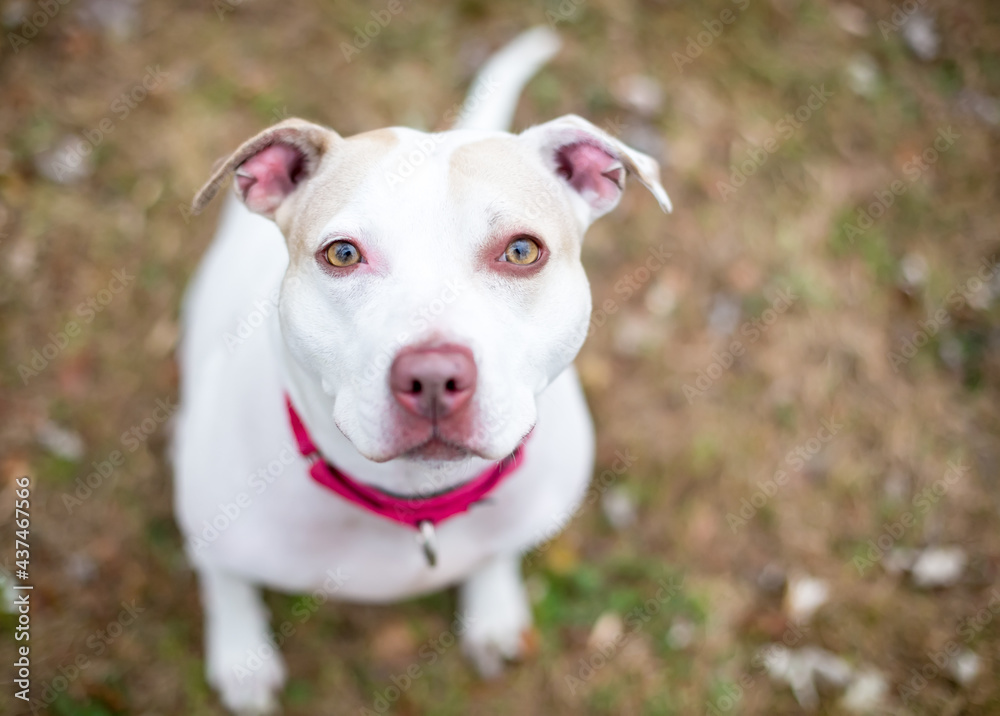 A Pit Bull Terrier mixed breed dog sitting outdoors and looking up at the camera