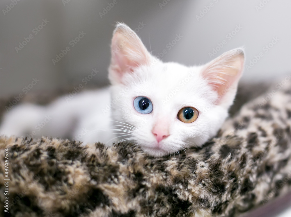 A white shorthair kitten with heterochromia in its eyes, one blue eye and one yellow eye, relaxing in a pet bed