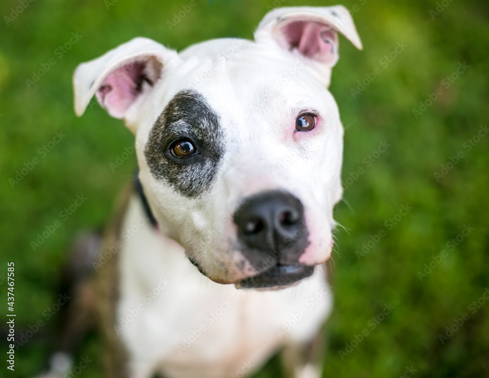 A Pit Bull Terrier mixed breed dog with brindle and white markings looking up at the camera