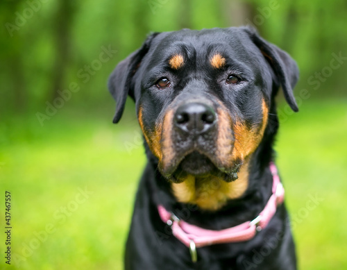 A purebred Rottweiler dog wearing a pink collar outdoors