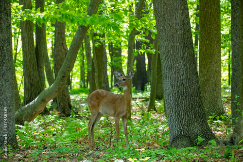 The White-tailed deer , hind on the forest © Denny