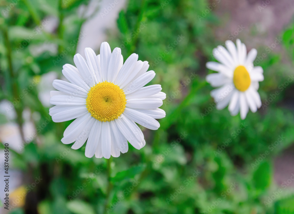Obraz premium white chamomile flower