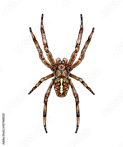 Spider garden spider Araneus a kind of spider from the family of spiders Orb-spiders colored drawing, realistic. Vector illustration of paints