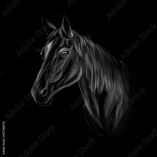 Horse head portrait on black background. Vector illustration of paints