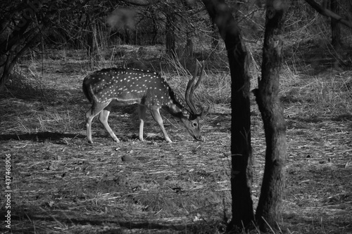 Canvas Print Deer December - Gir National Park, Gujarat, India