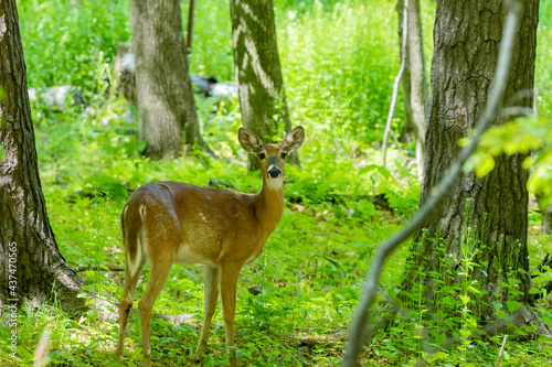 The White-tailed deer , hind on the forest