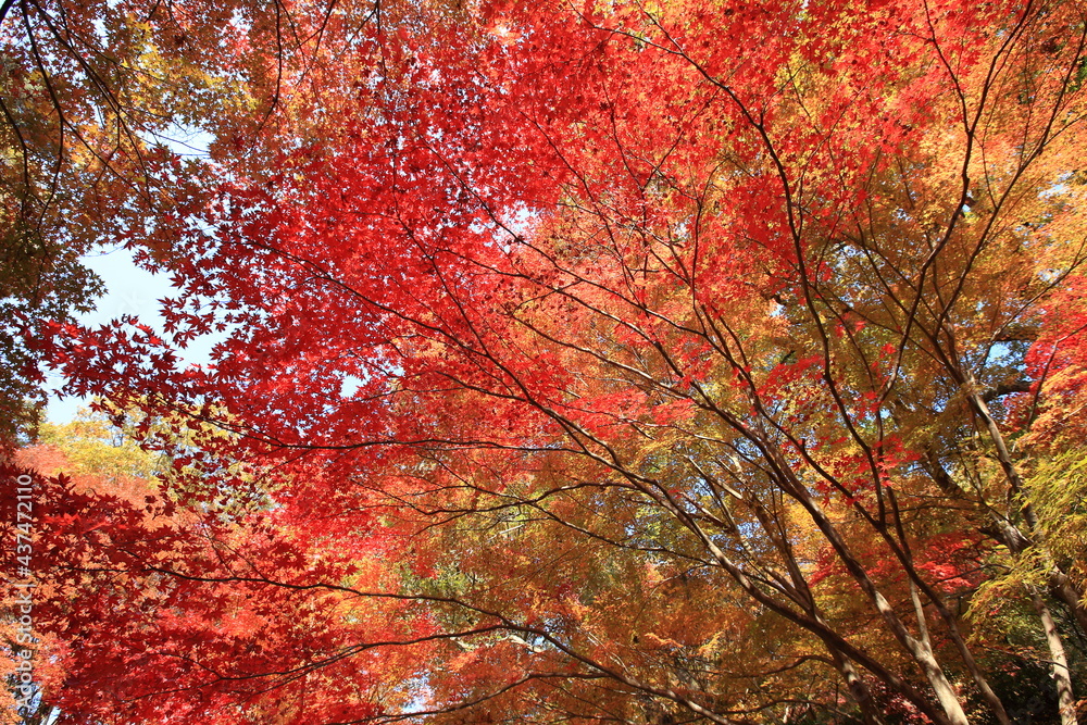 autumn leaves 秋の木漏れ日と紅葉