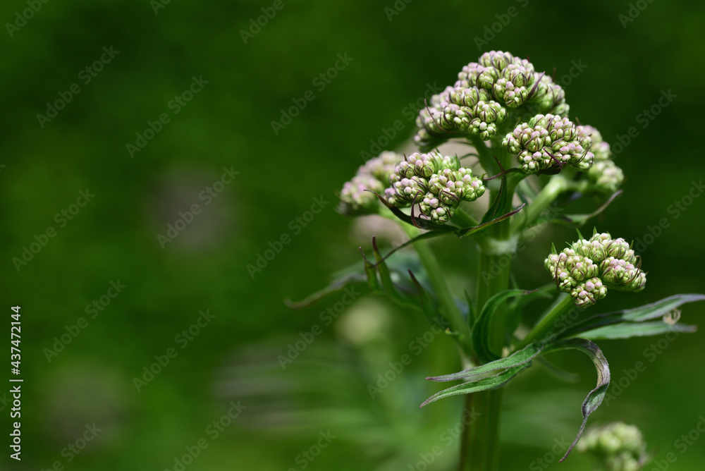 Close up of a valerian plant (Valeriana officinalis), the bud of which is just beginning to sprout, against a green background Close up of a valerian plant (Valeriana officinalis), the bud of which is just beginning to sprout, against a green background