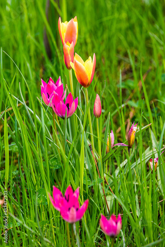 Different colors of tulipa humilis in high grass