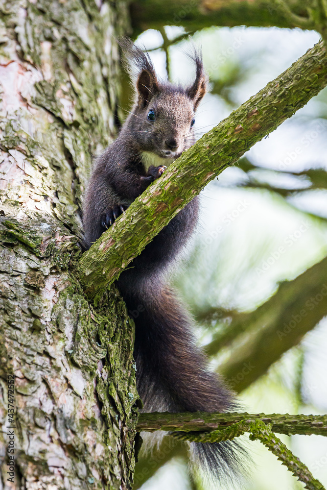 Naklejka premium Small brown squirrel sitting on the tree