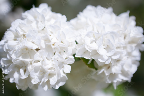 満開のオオデマリの花  © 田村広充