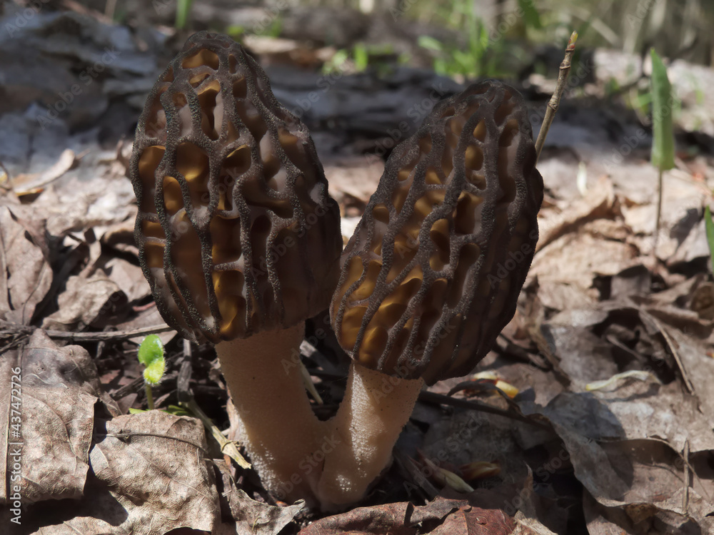 Two black morel mushrooms (Morchella conica) Two black morel mushrooms (Morchella conica)
