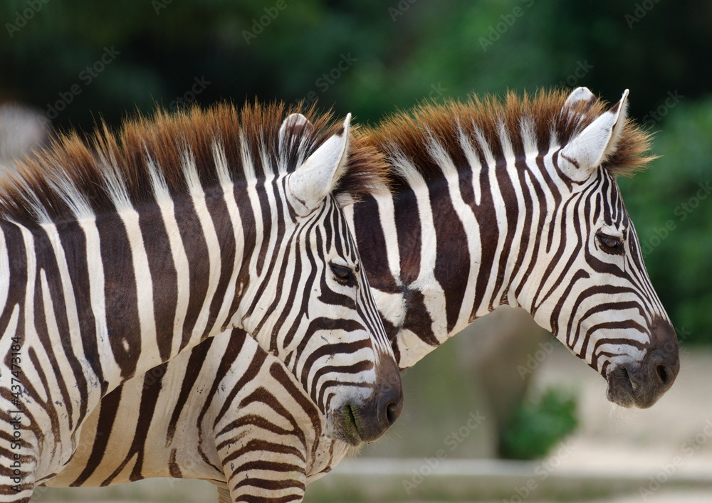 Naklejka premium シマウマ