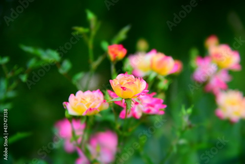 Farbenfrohe Blumen © Alexander