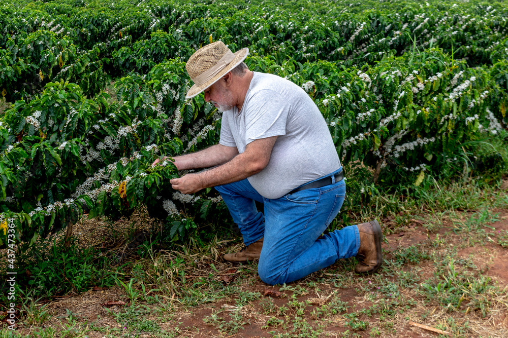 Middle-aged farmer analyzes the flowering of a coffee plantation background, in Brazil Middle-aged farmer analyzes the flowering of a coffee plantation background, in Brazil
