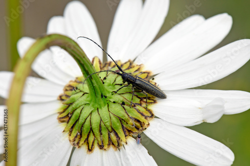 Weißstreifiger Distelbock // Longhorn beetle (Agapanthia cardui) photo