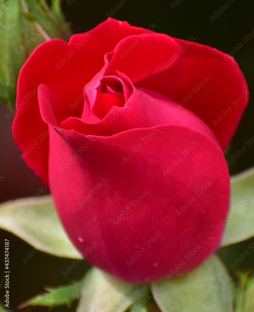 Rose blooms in the garden.