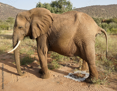 Valokuva Elephant urinating in road, Samburu Game Reserve, Kenya