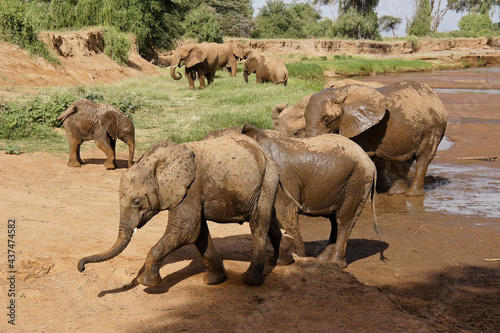 Elephants enjoying mud bath at Ewaso  Uaso  Nyiro River  Samburu Game Reserve  Kenya