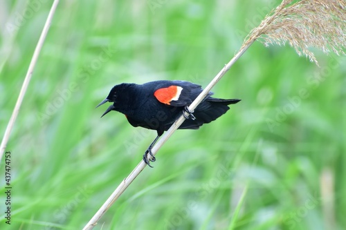 Red wing blackbird perched