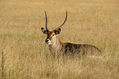 Male Defassa waterbuck resting in grass  Masai Mara Game Reserve  Kenya