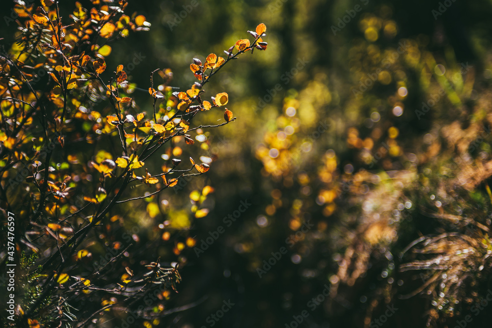 Golden leaves in sunshine on background of autumn forest bokeh. Minimalist nature backdrop with sunlit yellow foliage in fall time. Scenic minimalism in autumn colors. Orange leaves in fall colors. Golden leaves in sunshine on background of autumn forest bokeh. Minimalist nature backdrop with sunlit yellow foliage in fall time. Scenic minimalism in autumn colors. Orange leaves in fall colors.