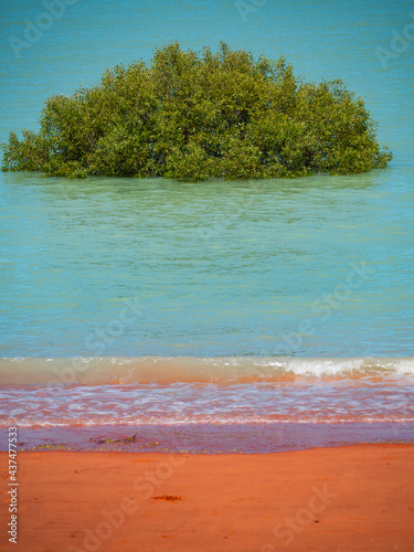 Fototapeta Naklejka Na Ścianę i Meble -  Mangrove in water at Roebuck Bay Kimberly coast with blue water green mangrove and red sand
