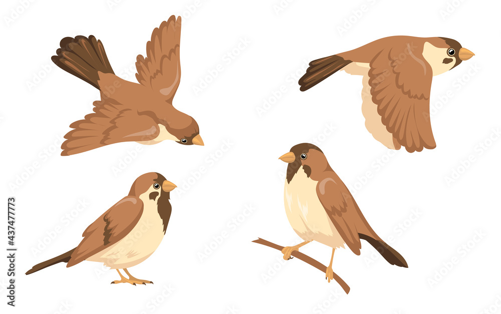 Fototapeta premium Sparrow character vector illustrations set. Small bird with brown feathers sitting on tree branch and flying isolated on white background. Nature, wild animals, ornithology concept