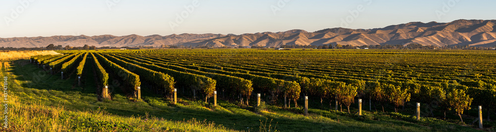 panorama of vineyard