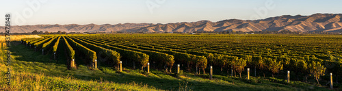 Bild auf Leinwand panorama of vineyard