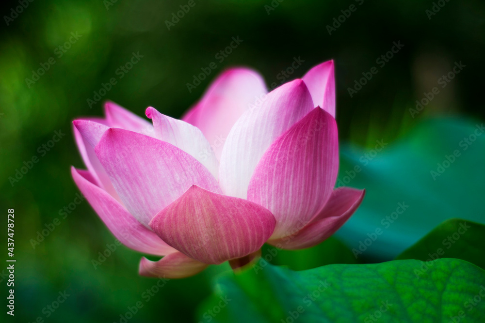 Pink lotus is a beautiful in the pond at morning. Pink lotus is a beautiful in the pond at morning.