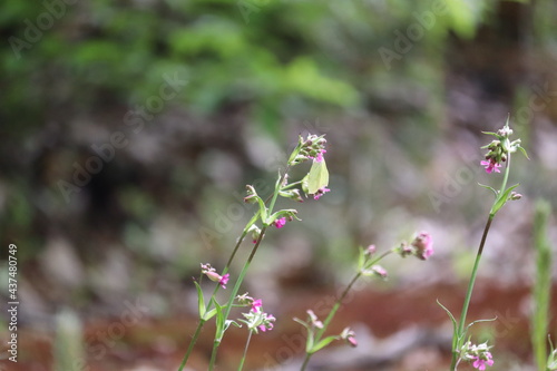 Salot butterfly cabbage and forest flowers close-up. Insects and wildlife. photo