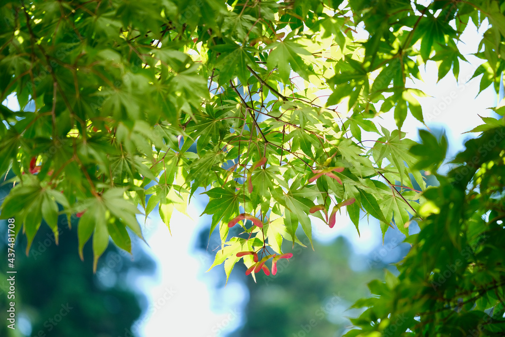 カエデの新緑（大雄山）