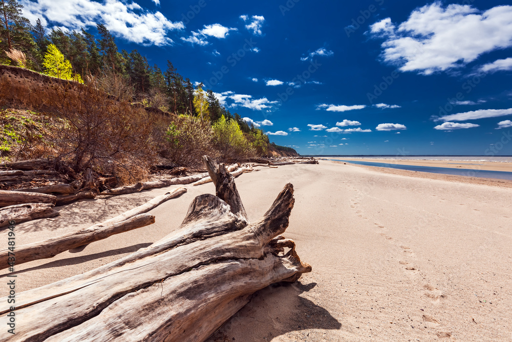 Driftwood on the river bank. Ob River, Novosibirsk region Driftwood on the river bank. Ob River, Novosibirsk region